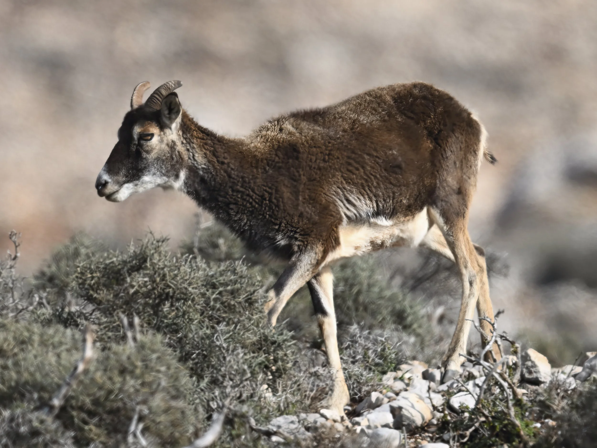 Corsican Mouflon Photo collection — Wildlife Photography Journey